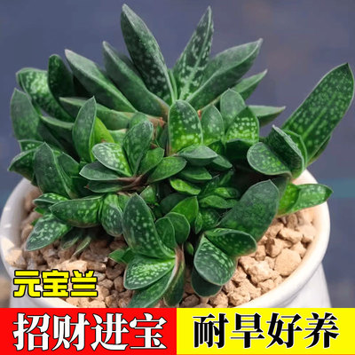 子宝群生多肉植物元宝兰爆盆爆崽群生多头耐旱好养室内盆栽花卉宝