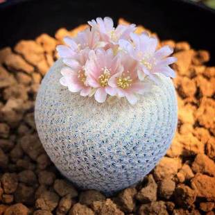 月世界仙人球自根精巧殿仙人球办公室内桌面防辐射阳台懒人小盆栽