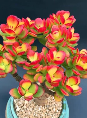 红叶玉树姬红花月老桩花卉多肉植物室内盆栽超大颗好养越晒越红
