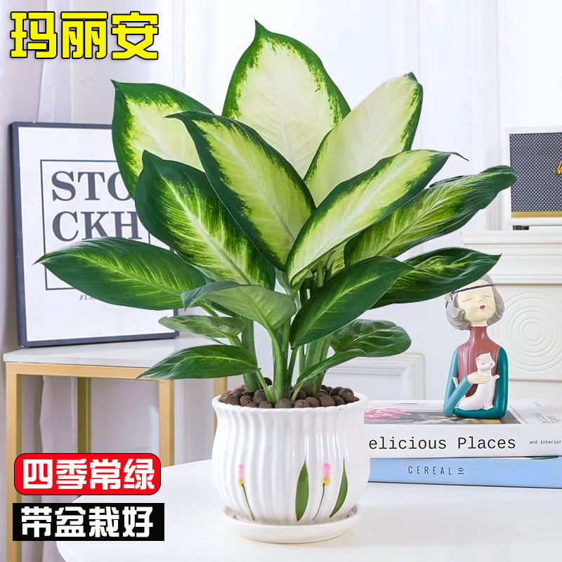 玛丽安粉黛万年青盆栽大盆银皇后绿植花卉室内客厅四季常青好养活