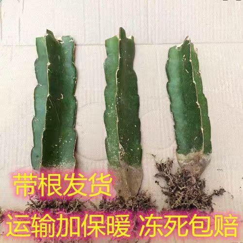 蟹爪兰火龙果嫁接枝条草又生