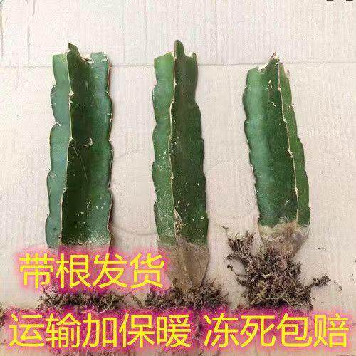 蟹爪兰火龙果嫁接枝条草又生