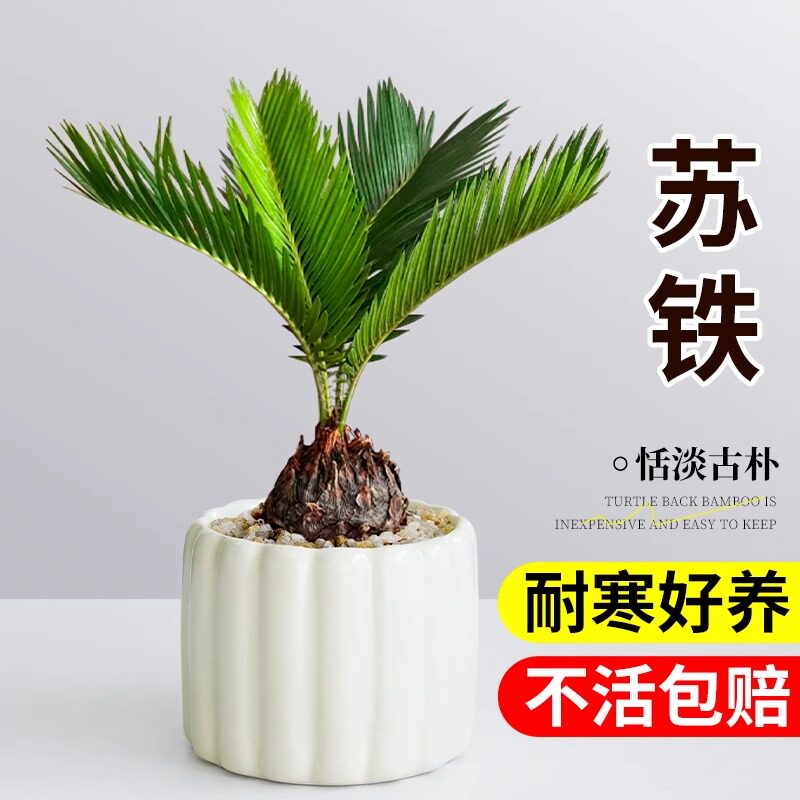 铁树盆栽墨西哥小树苗幸运四叶草室内卧室工公室内桌面绿植好养活