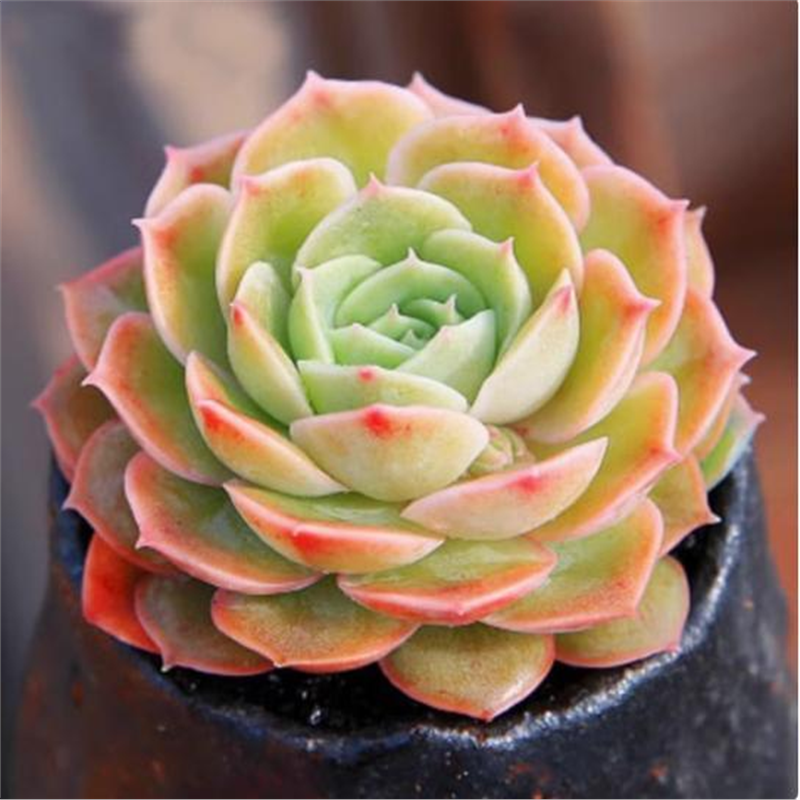 黄金昂斯诺多肉植物大棵盆