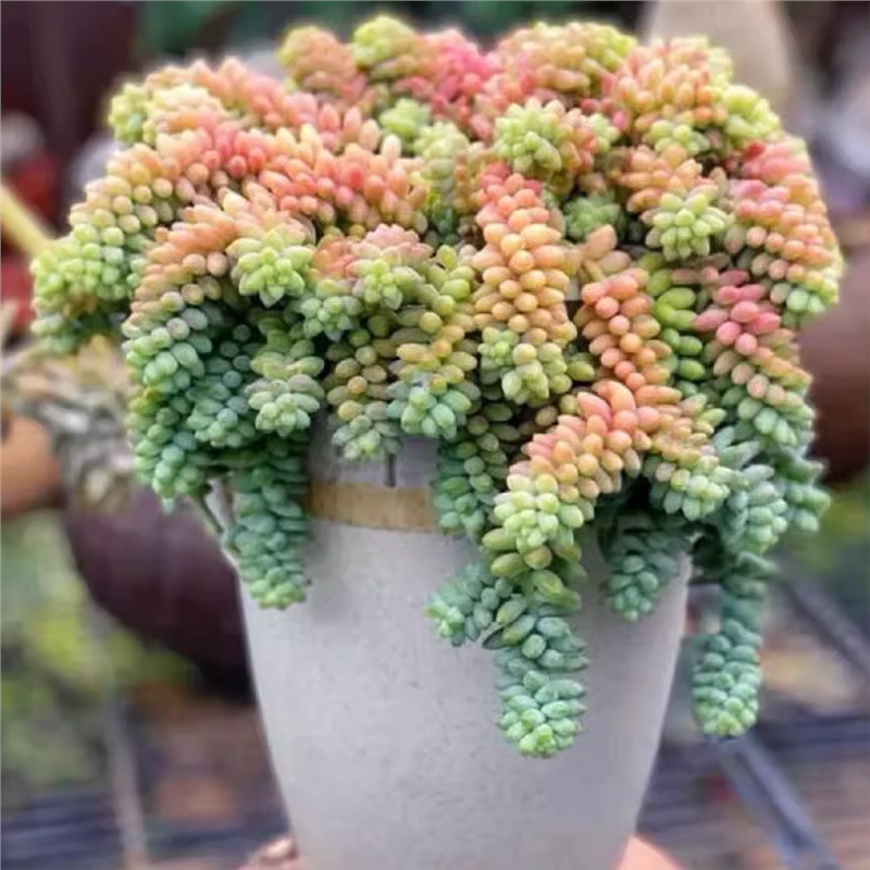 彩虹玉坠多肉植物阳台办公