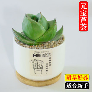 元宝芦荟稀有盆栽四季易养多肉植物阳台花卉阳台桌面新款耐旱绿植