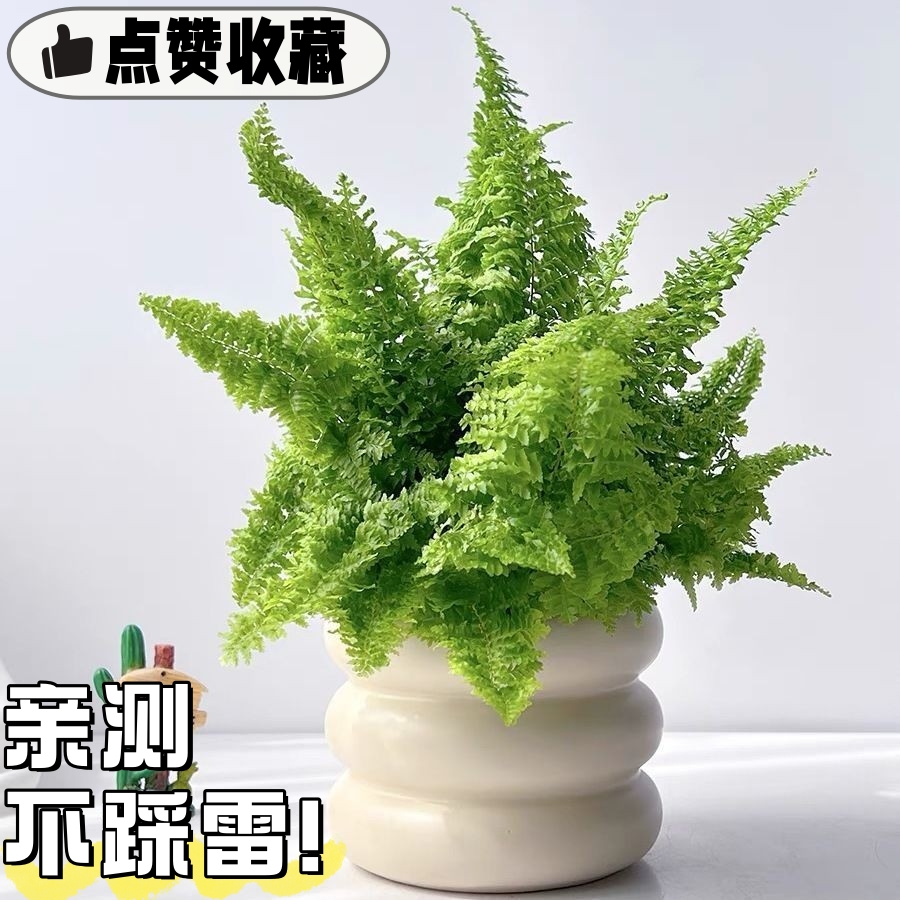 棉花糖蕨蕾丝蕨盆栽净化空气