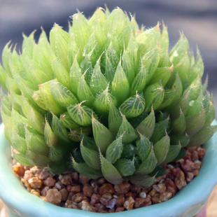 水晶掌宝草玉露宝莲灯多肉植物水晶莲十二卷属稀奇古怪琉璃莲肉肉
