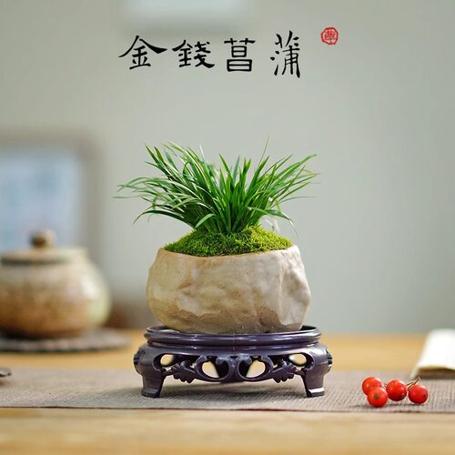 菖蒲草微型盆景金钱虎须黄金姬水培常青办公摆件小绿植盆栽兰花