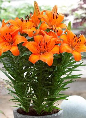 香水百合花四季种植好养易活盆栽室内外花卉带芽百合种球耐寒多年