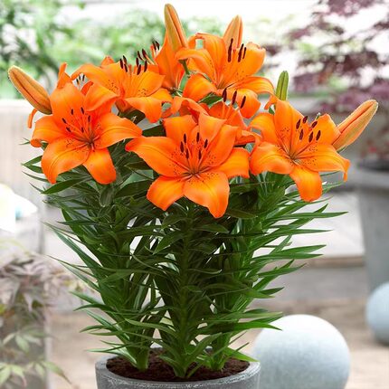 香水百合花四季种植好养易活盆栽室内外花卉带芽百合种球耐寒多年