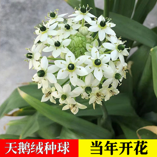 伯利恒之星天鹅绒虎眼万年青种球耐寒多年生朱顶红百子莲阳台庭院