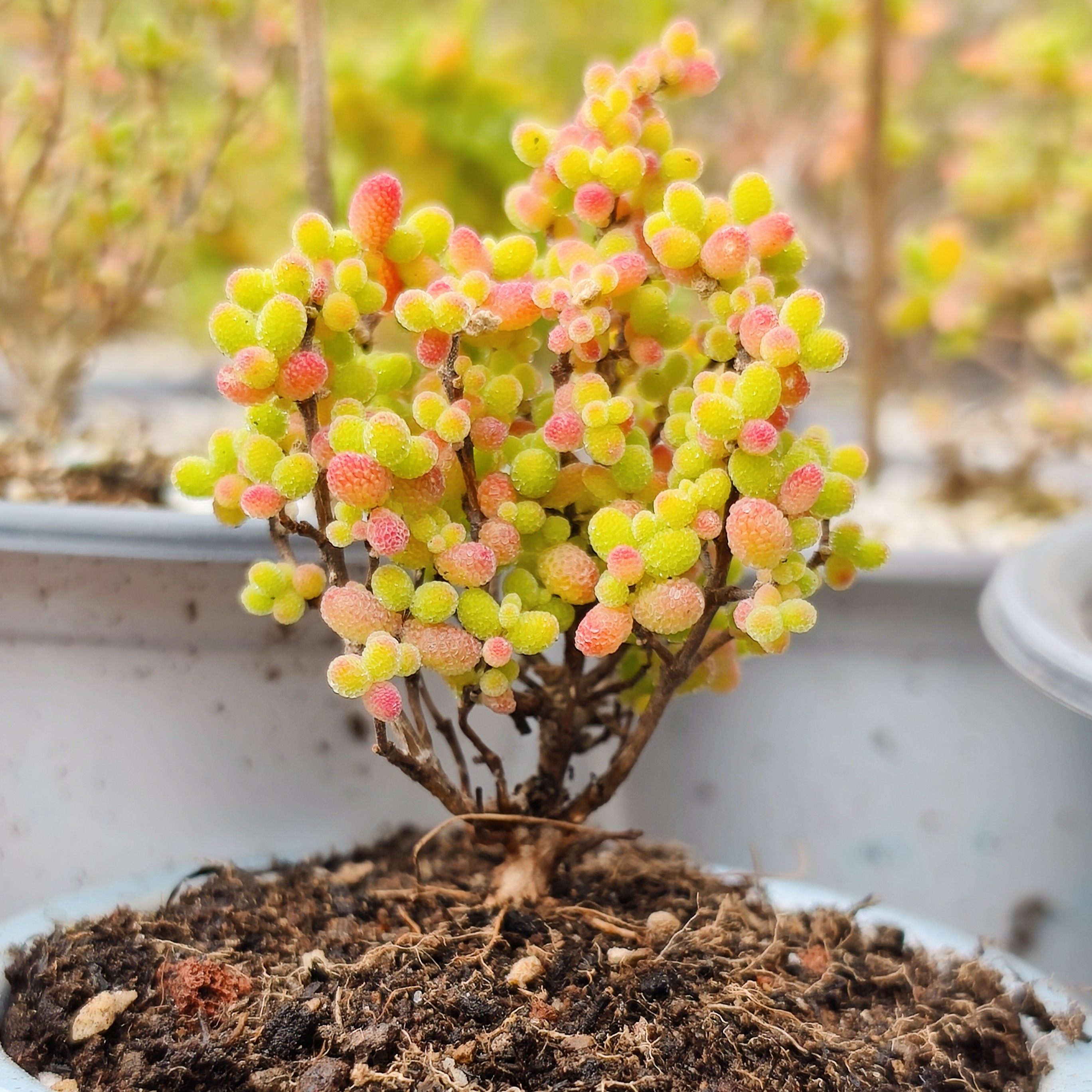 枝干番杏蜜桔糖球玉米荧光兔红宝石多肉植物室内盆栽迷你糖果色