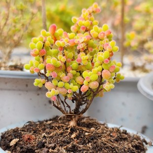 枝干番杏蜜桔糖球玉米荧光兔红宝石多肉植物室内盆栽迷你糖果色