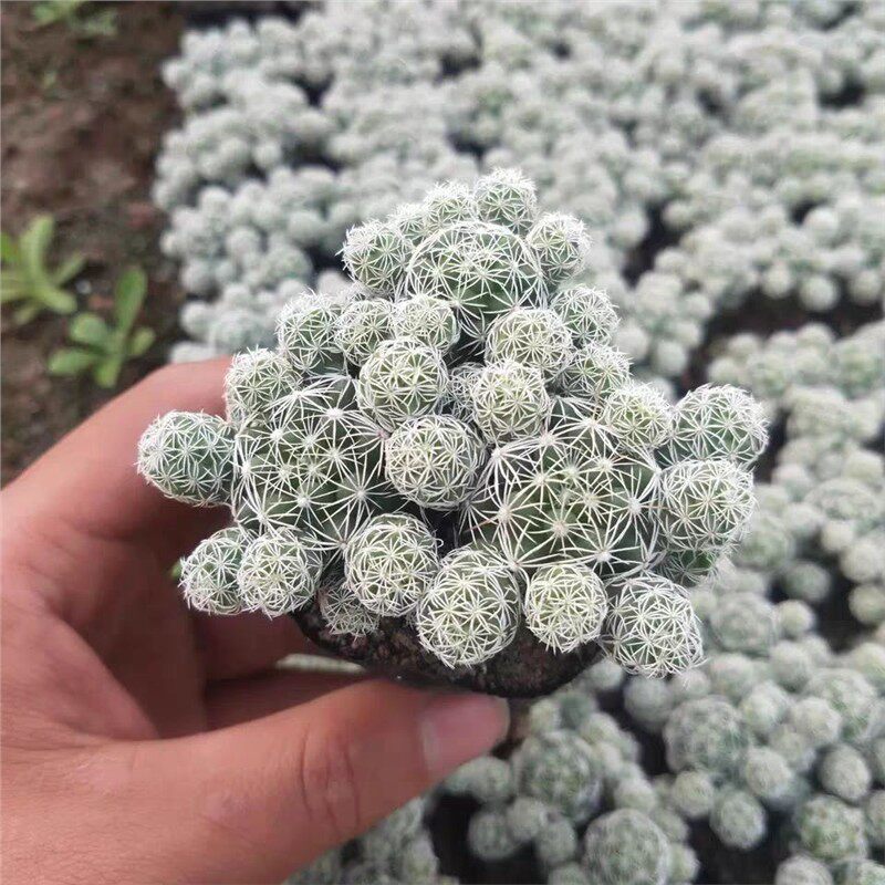 白鸟仙人球小迷你多肉植物图片