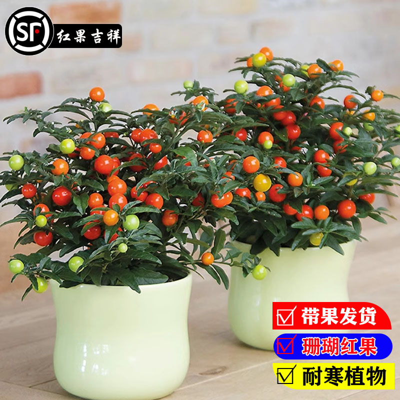 珊瑚观果植物客厅盆栽