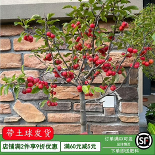 正宗耐寒海棠果苗树盆栽冬红果盆景老桩庭院南北方种植嫁接果树苗