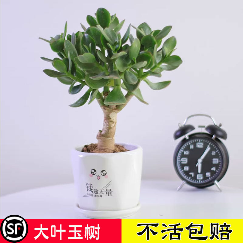 玉树盆栽老桩大株多肉植物室内阳台四季耐旱好养绿植花卉万年青
