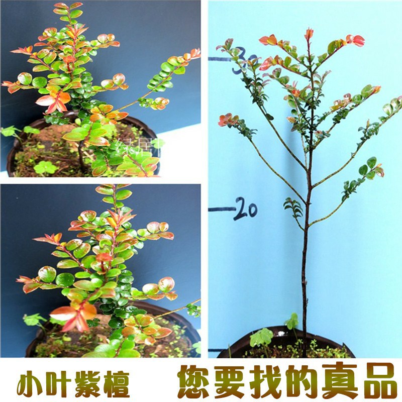 正宗 印度小叶紫檀树苗r 紫檀盆景树桩绿植物紫檀木 珍稀名贵盆景