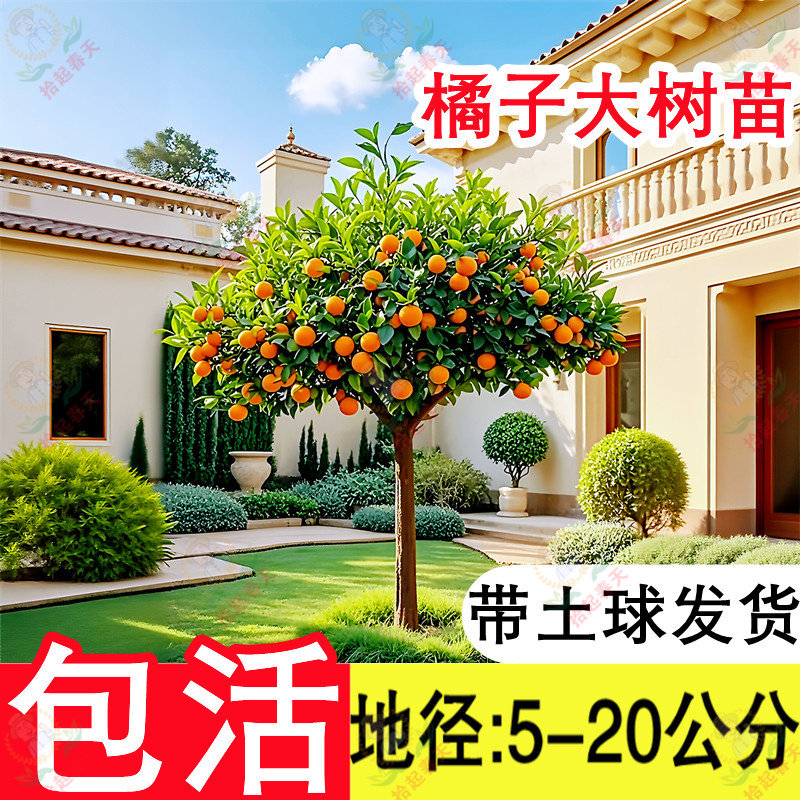 5-20公分粗带花苞橘子树带土球
