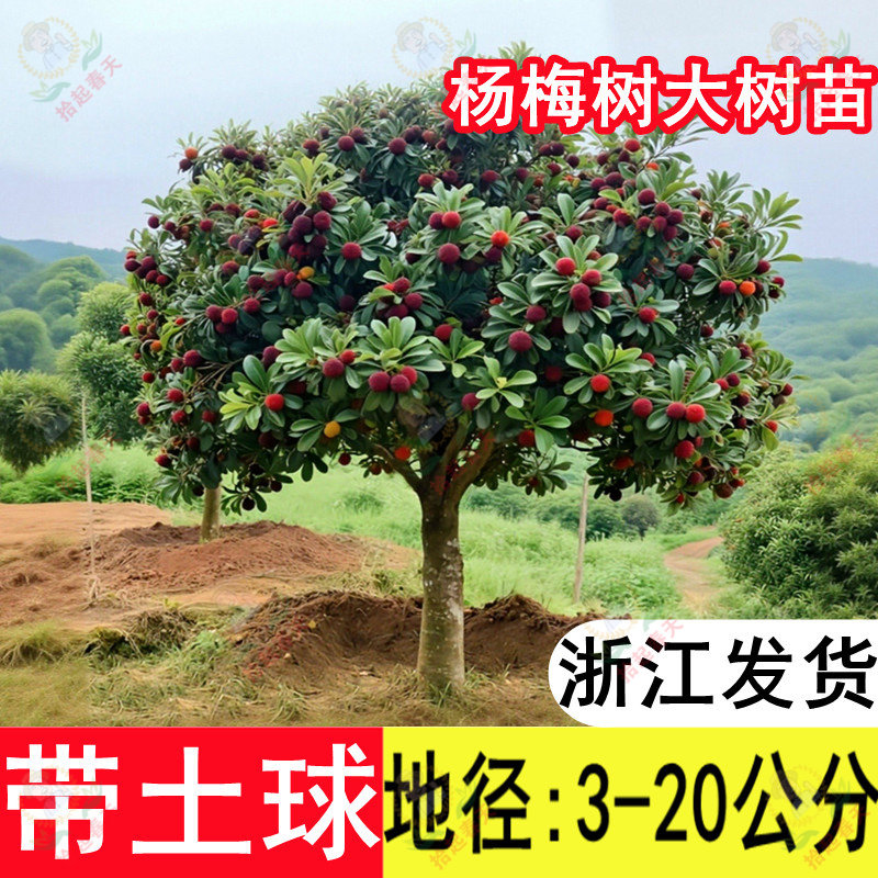 浙江东魁黑炭杨梅树带土球发货