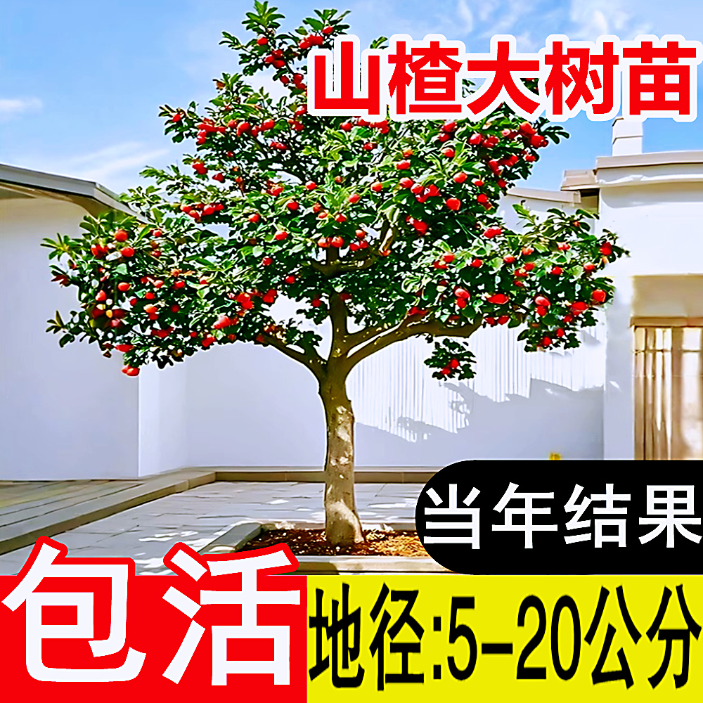 特大甜山楂树活苗黄山楂红甜子南北方果苗盆栽地栽种植庭院果树