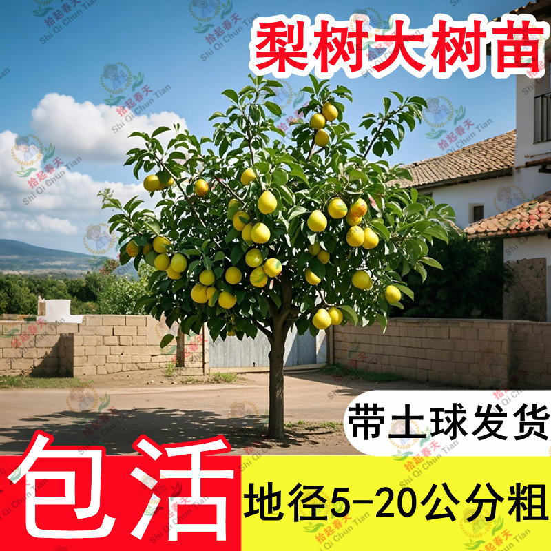 带土球发货，秋月梨树果苗果树