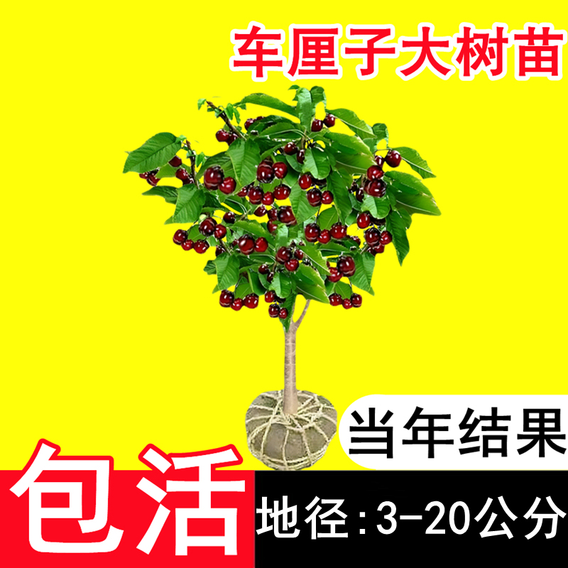 认准吉塞拉6号砧木，正宗矮化车厘子树苗