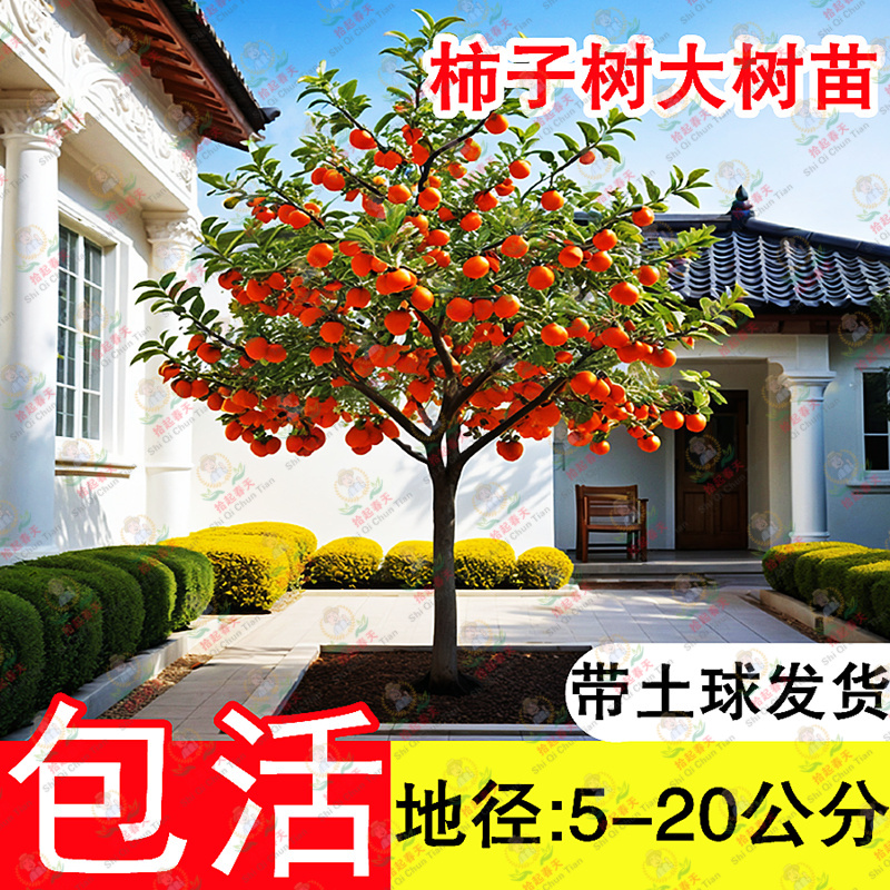 带土球发货火晶脆甜柿子树果苗