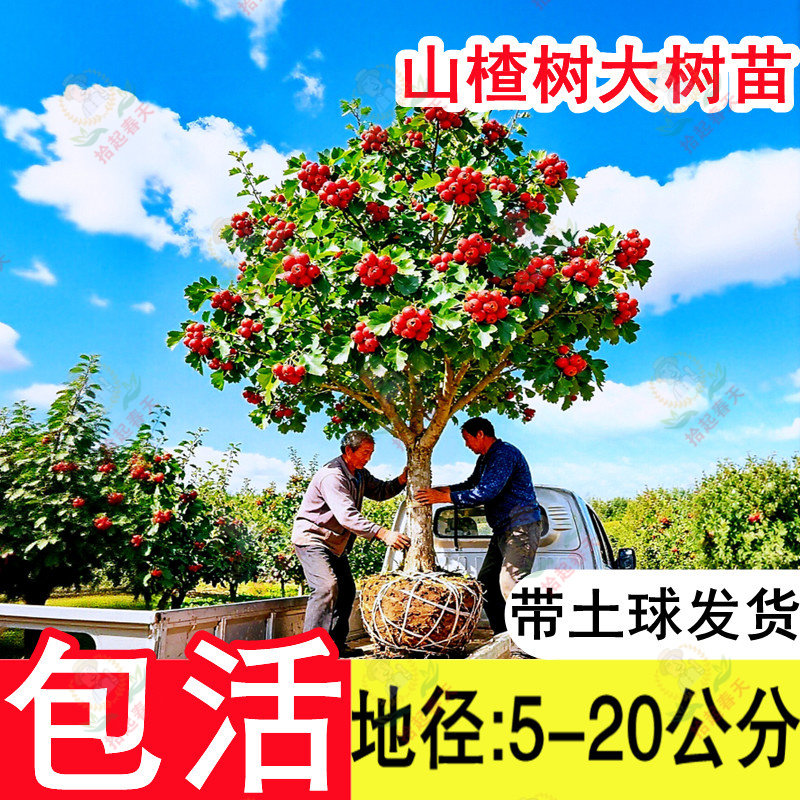 带花芽带土球特大山楂树树苗果苗