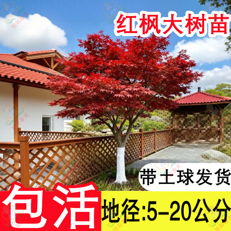 庭院别墅必备带土球发货