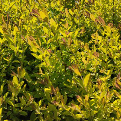 亮晶女贞树苗川滇蜡树新款棒棒糖色块四季常青庭院绿化工程苗花坛