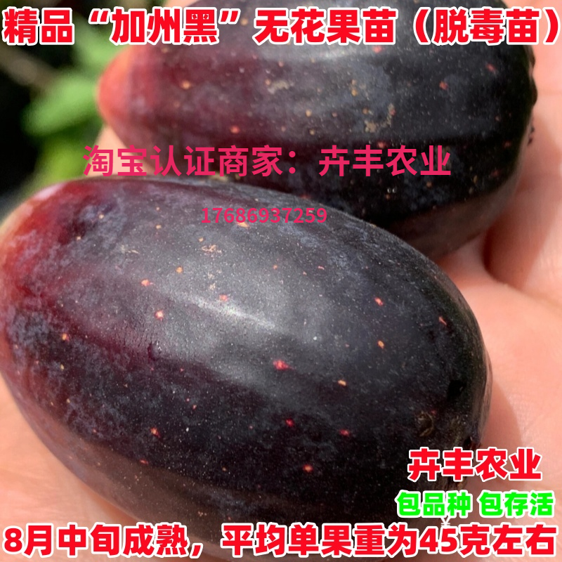 加州黑焦黑无花果树苗矮化阳台盆栽南方北方种植庭院地栽当年结果