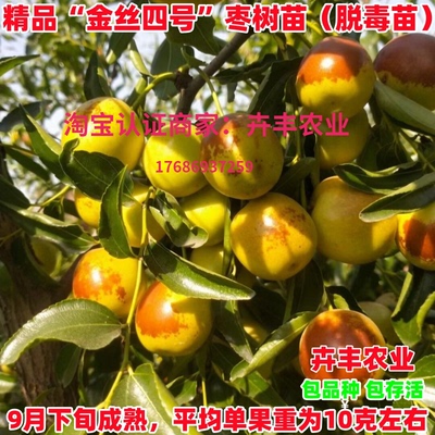 金丝四号枣树苗早熟酥脆丰产