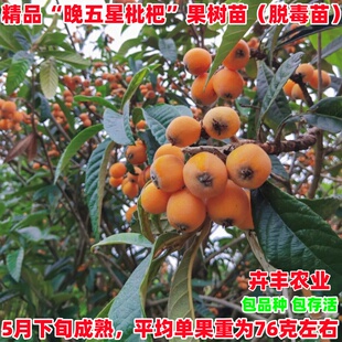 晚五星枇杷树苗嫁接红灯笼枇杷苗特大盆地栽南方北方种植当年结果