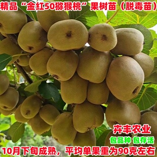 杨氏金红50猕猴桃苗嫁接红心黄肉猕猴桃树苗盆栽地栽南方北方种植