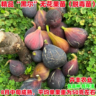 黑尔无花果树苗特大糖心抗冻高耐寒无花果苗盆栽庭院地栽当年结果