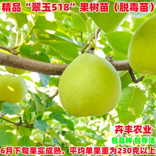 翠玉518梨树苗嫁接梨树果苗南北方庭院地栽特大果树盆栽当年结果