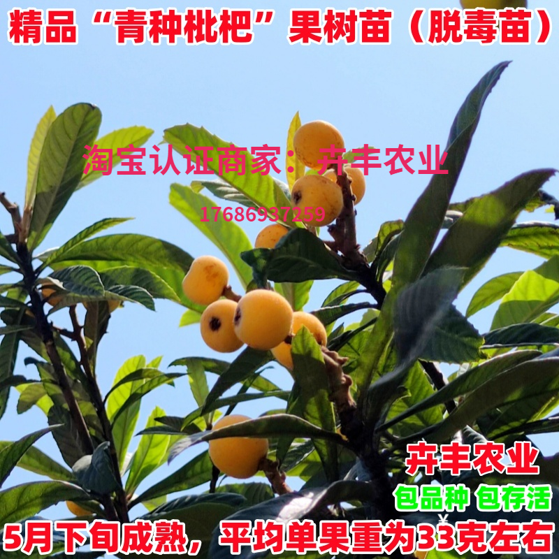 青种枇杷树苗中熟丰产软甜