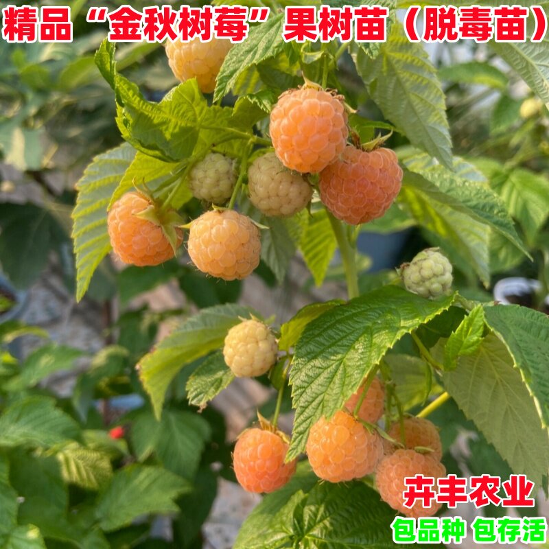 双季黄树莓苗金秋覆盆子树苗南北方四季阳台盆栽地栽种植当年结果