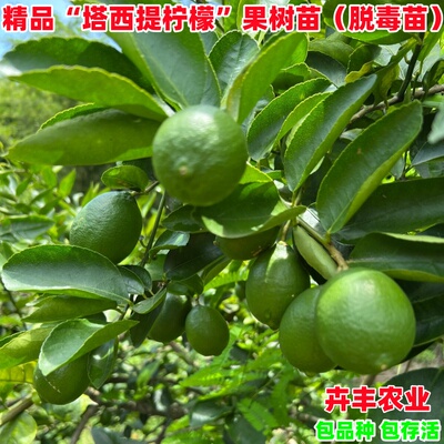 塔西提柠檬树苗早熟丰产汁多