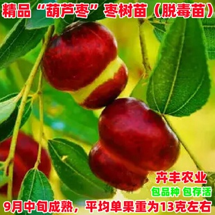 葫芦枣苗嫁接枣树活苗冰糖甜枣苗圆冬枣子树苗盆栽地栽当年挂果树