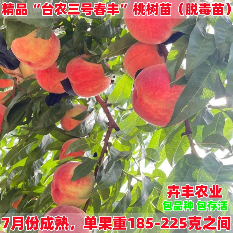 台农3号春丰早熟丰产脆甜桃树苗