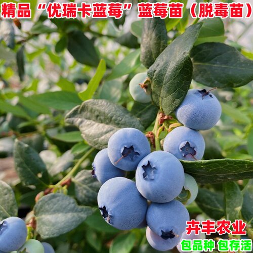优瑞卡蓝莓树苗早熟丰产脆甜