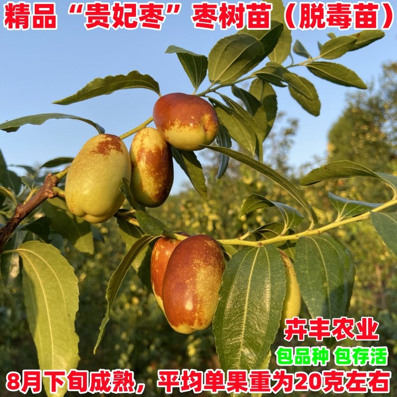 脆甜枣树苗贵妃枣苗嫁接大枣树苗罗江贵妃枣树苗当年挂果盆栽地栽