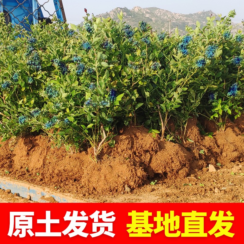 蓝莓栽蓝莓阳台地带土室外南北方树苗当年庭院结果苗果苗特大盆栽