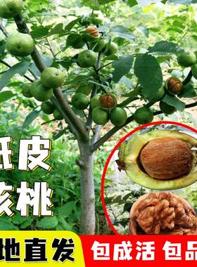 树苗果树纸皮嫁接薄壳苗苗8518当年栽地山核桃核桃结果南北方种植