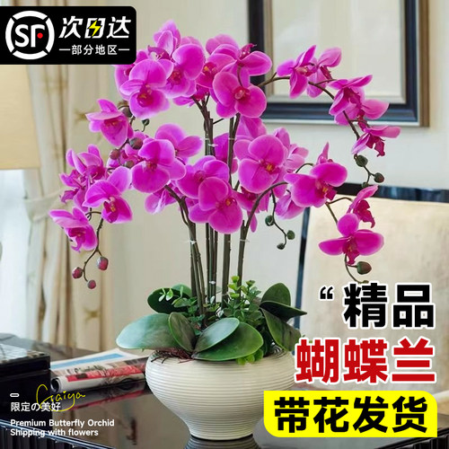 带盆栽花苞带花蝴蝶兰植物室内剑兰花花卉花苗大苗好养活四季客厅