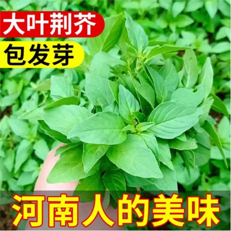 河南荆棘盆栽孑子荆芥大叶金介种植南方秧苗蔬菜菜种籽大全种四季