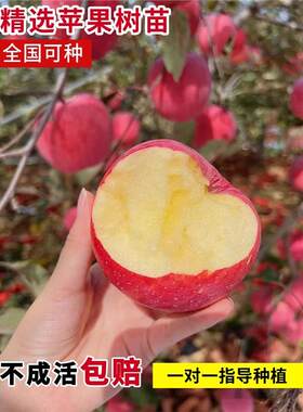 冰糖心树苗苹果树嫁接小苹果种植盆栽北方果苗地载南方红富士矮化